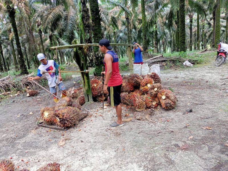 Harga Resmi TBS di Sumut Naik Tipis