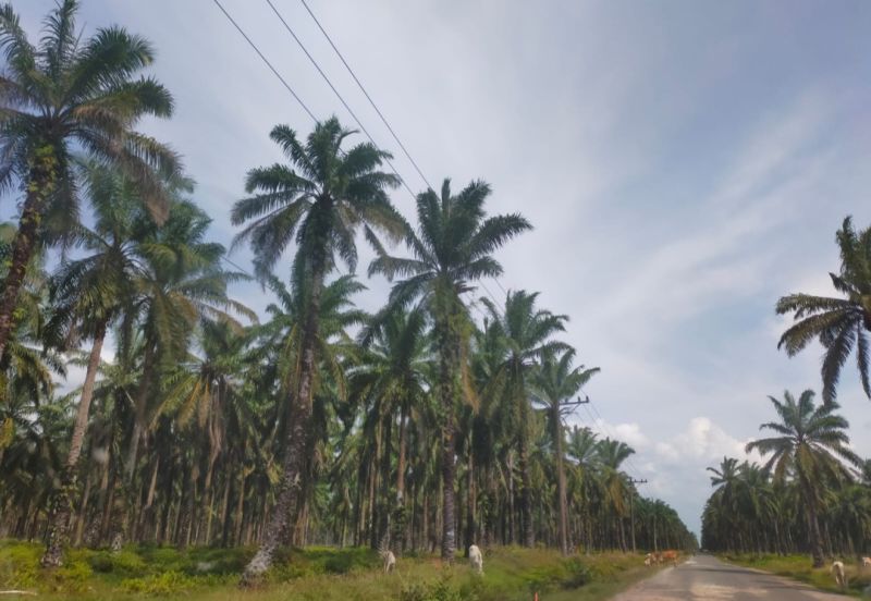 Dugaan Korupsi PSR di Aceh Tamiang, Ini Kata Jaksa