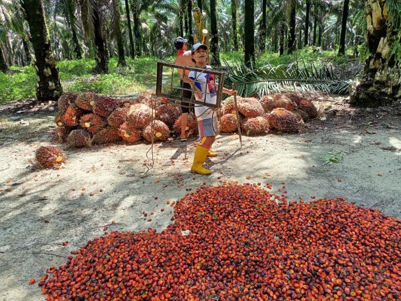 TBS Sawit Usia 4 Tahun Dihargai Lebih Rp 3.000/Kg, Petani Makin Cuan