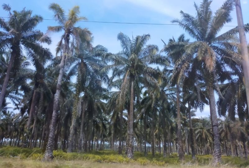 Kampanye Hitam Sawit di Papua Tak Bikin Gentar
