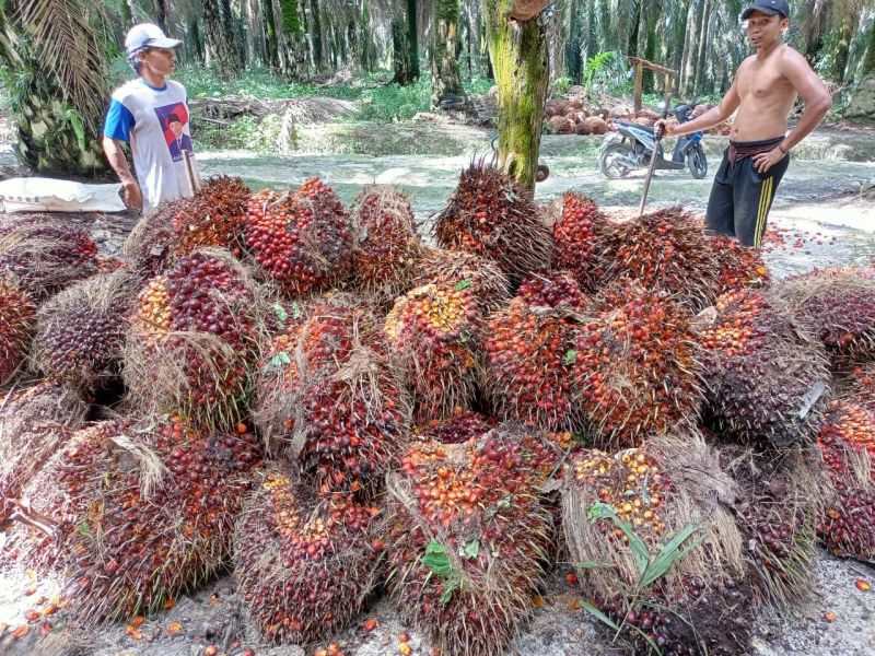 Sehari DMO Minyak Sawit Diberlakukan, Harga TBS Terjun Bebas