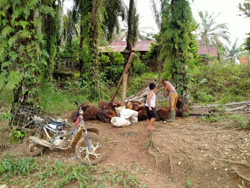 Harga Resmi TBS Jambi Naik Lagi