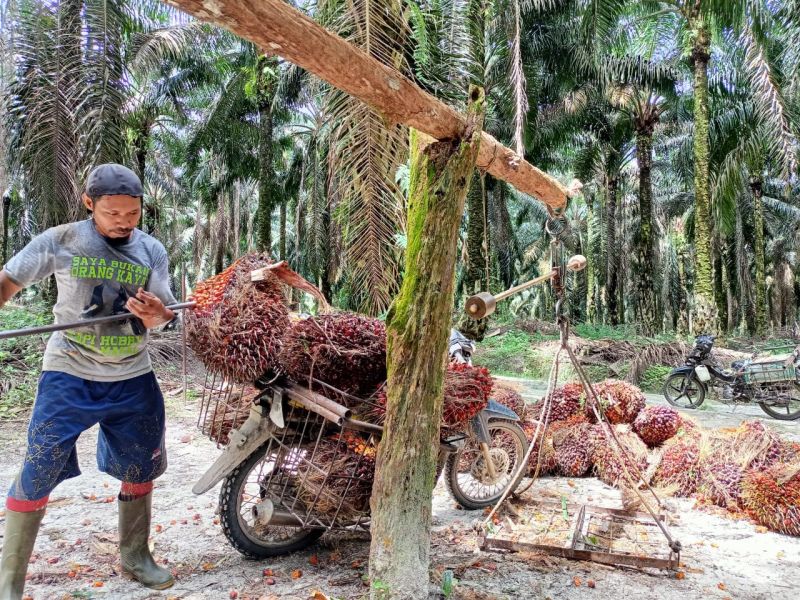 Petani di 15 Sentra Sawit Kompak Nikmati Harga TBS di atas Rp 3.000/Kg