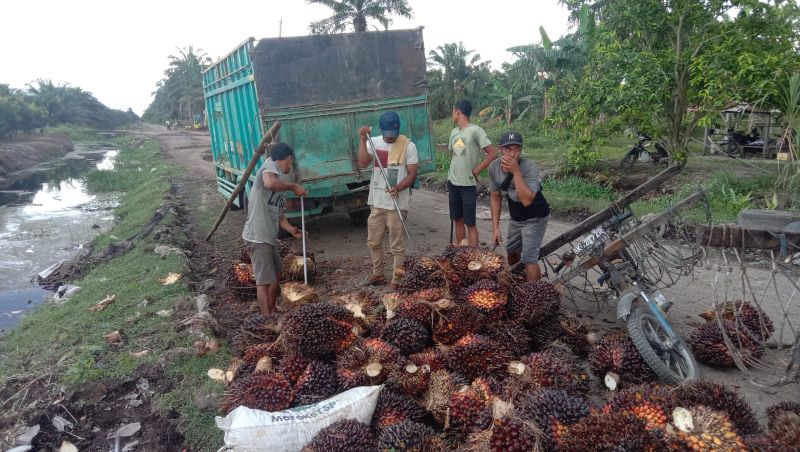 Naik Lagi, Harga Sawit di Sumsel Capai Rp3.401