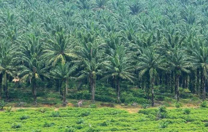 Peremajaan Sawit di Sumbar Sudah Capai 73,26 Persen