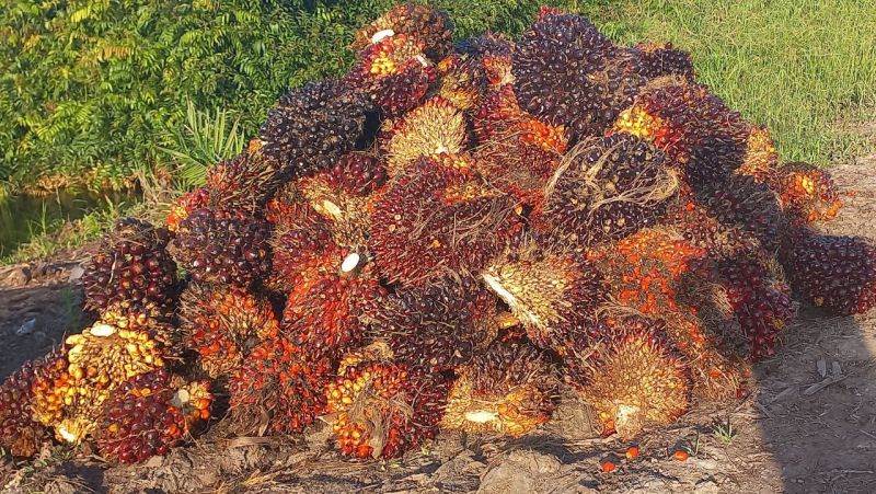 Tertinggi di Nusantara, Harga Sawit di Sumbar Capai Rp3.865,86/kg