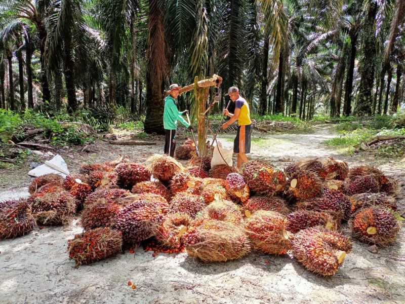 PKS di Daerah ini Royal, TBS Petani Swadaya Dibeli Mahal