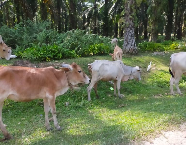 Pemprov Riau Anggarkan Rp20,9 M untuk Pengadaan 1.883 Ekor Sapi