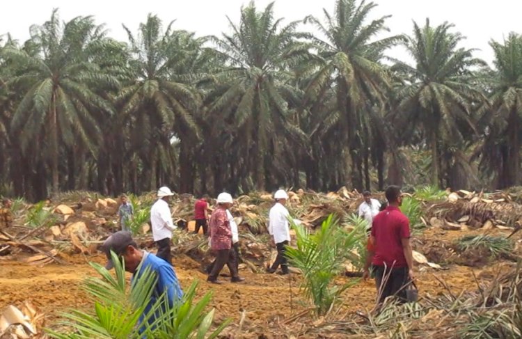 Di Riau, Rp850 Miliar dari BPDPKS Habis untuk Peremajaan Sawit