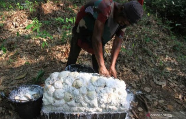 Mau Tahu Harga Getah Karet di Riau? Simak di Sini