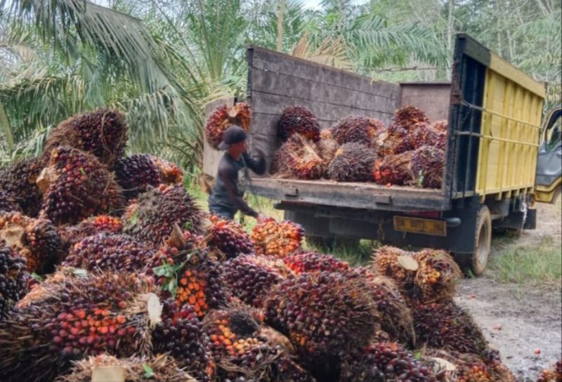 Petani Sawit Masih Asal-asalan, Musti Dilatih BPDPKS