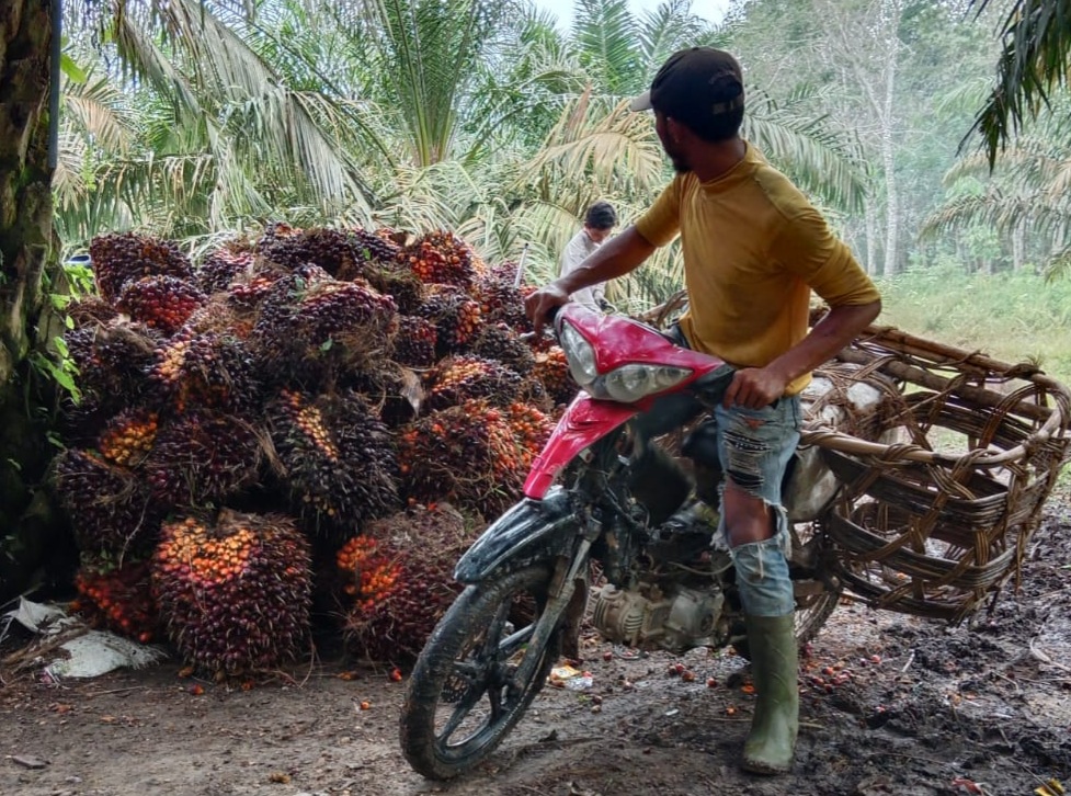 Jika Ingin Untung, Petani Swadaya Harus Gabung Kelompok