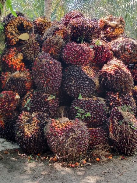 Petani Dikasih Waktu Setahun Urus Legalitas Kebun di Kawasan Hutan