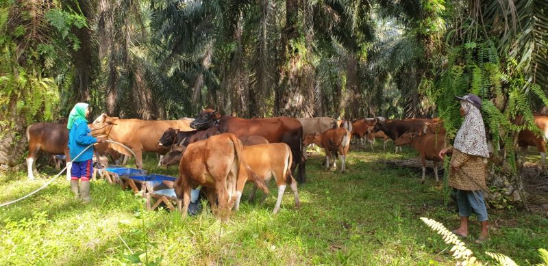 Petani Plasma Diajak Partisipasi di SISKA KUINTIP