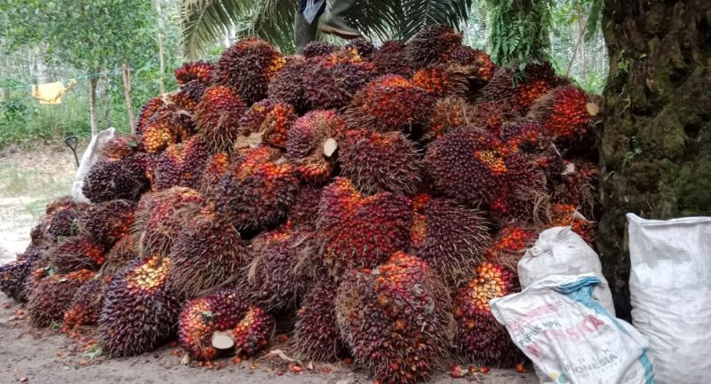 Musim Trek, Produksi Sawit di Rohul Turun 50 Persen