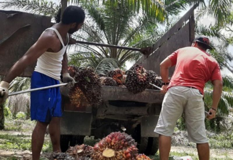 Harga Sawit Petani Lebih Tinggi dari Penetapan Disbun