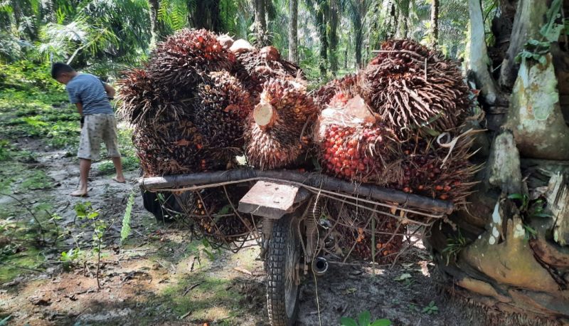 Harga Sawit Tidak Wajar, Petani Musti Siaga