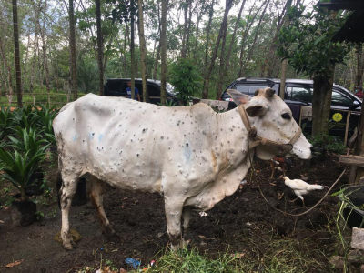Sapi di Riau Kena 'Kutil', Apakah Menular ke Manusia?