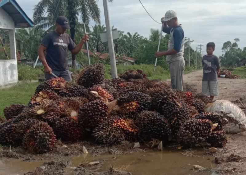 Begini Prediksi Harga Sawit Minggu Depan di Riau