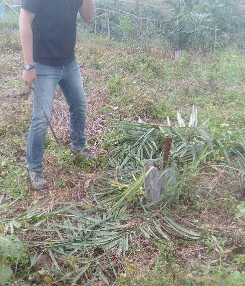 Sawit Petani Ditebas, Jadi Korban Sengkarut Tata Batas
