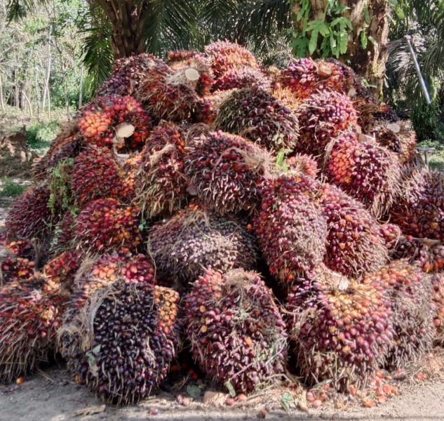 Sawit Masih Jadi Pendorong Kenaikan NTP Nasional