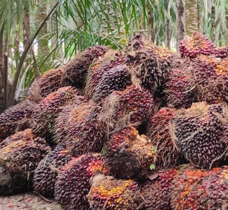 Harga Sawit Petani Langkat Masih Kayak Gitu-gitu Aja!