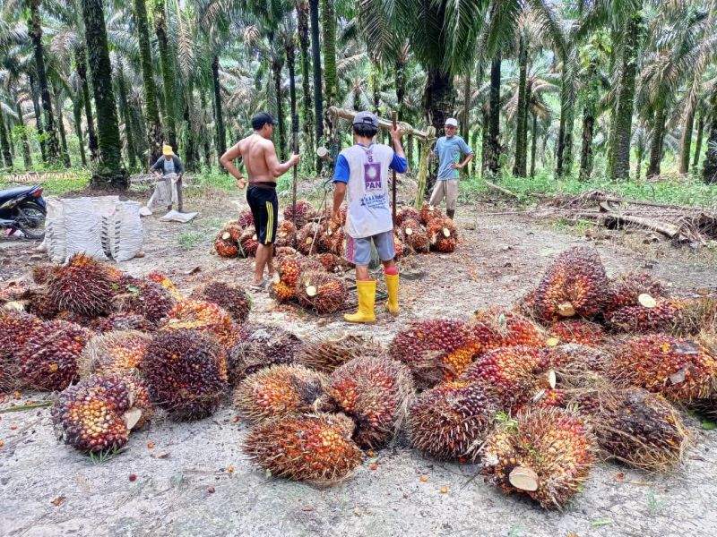 Berbanding Terbalik dengan Asahan, Harga TBS di Simalungun Turun