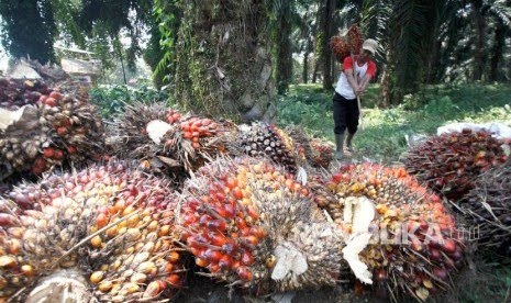 Monyet Jadi Musuh Utama Petani Sawit di Rampah