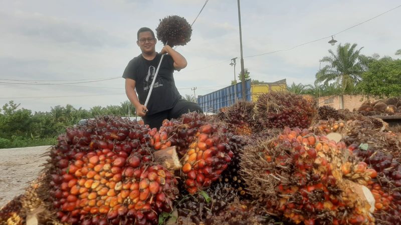 Ngeri! Harga Sawit di Sumbar Bikin Ngiler Daerah Lain