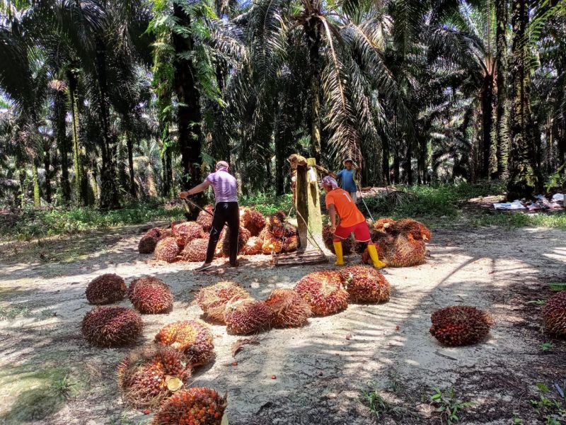 TBS Tiba-tiba Ganti Harga, Petani Sawit Bonyok