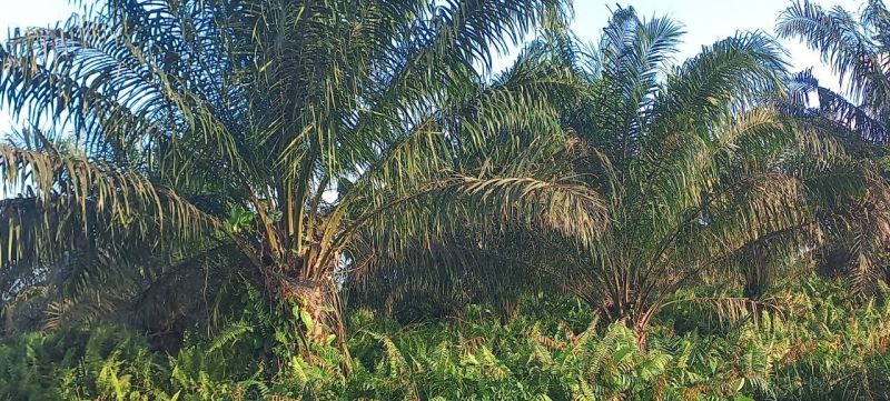 Pengajuan Ditutup Sementara, Realisasi Dana PSR Tersendat