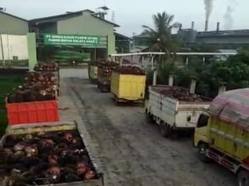 Harga Disbun Turun, TBS Petani Swadaya Makin Murah