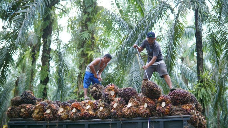 Riau Sambut Baik Keputusan Jokowi Buka Keran Ekspor CPO