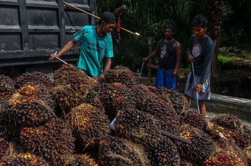 Indonesia-Jerman Buka Peluang Kerja Sama di Sektor Sawit hingga EBT