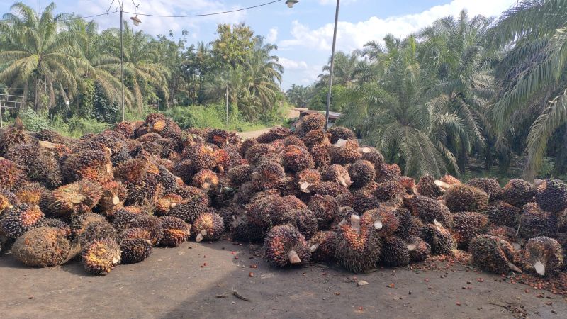 Harga TBS di Palas Mulai Membaik, Petani Senang