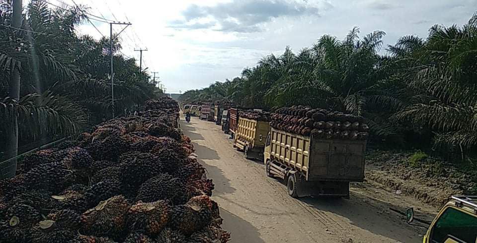 Antrean Panjang Masih Terjadi di PKS PT Duta Palma Kuansing, Sopir Terpaksa Nginap