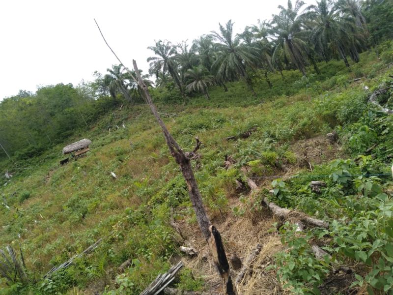 Petani Perlakukan Sawit Seperti Karet, ini Akibatnya