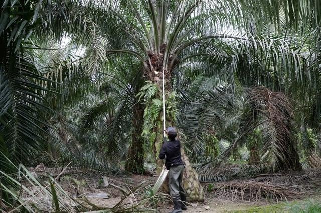 Lidi Sawit Mukomuko Tembus Pasar India
