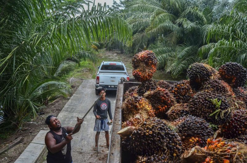 Sejak Berdiri Perusahaan Ini Tak Menampung TBS Petani