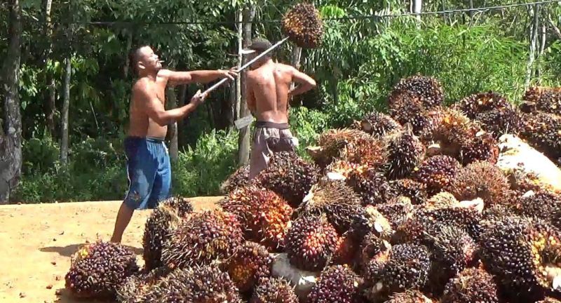 Di Bengkulu Utara, Harga TBS Kembali Anjlok