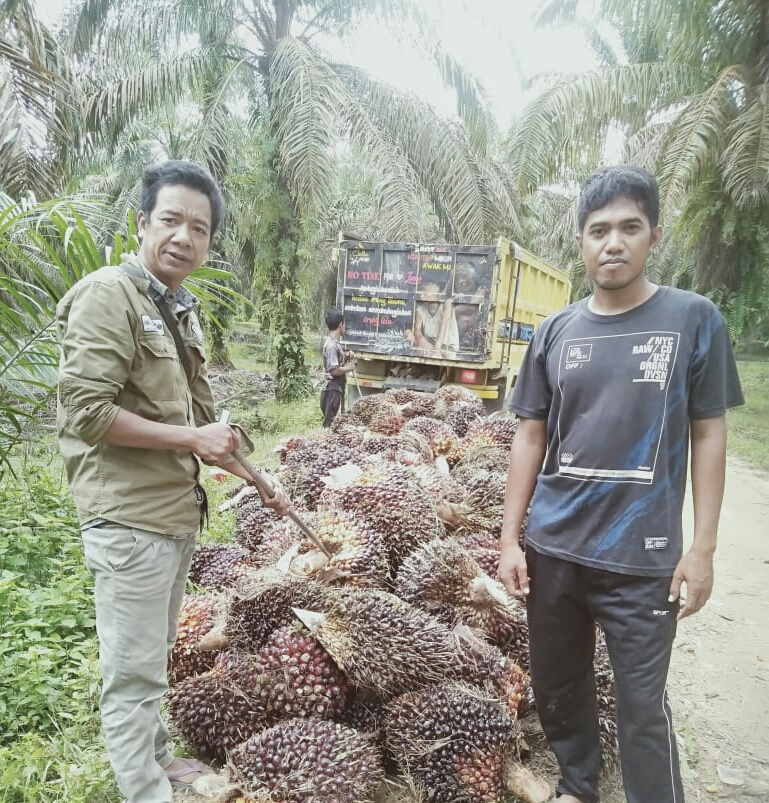 Warga SAD Minta Pemerintah Segera Stabilkan Harga TBS