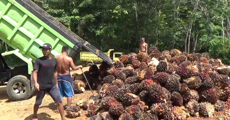 Harga Sawit Rp 800/Kg, Petani Tak Balik Modal