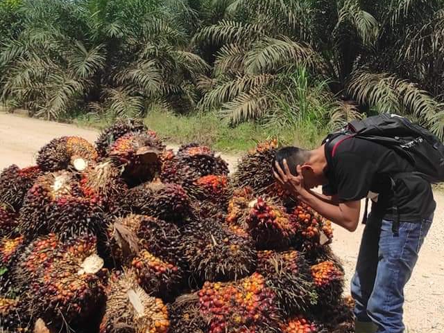 Bencana! TBS Petani Cuma Dihargai Rp 450/Kg