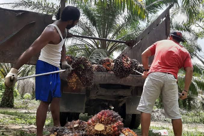 Tak Kuat Menanjak, Harga Resmi TBS Jambi Turun Lagi