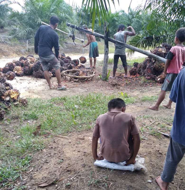 Petani Semangat Panen Meski Harga TBS Murah, ini Alasannya