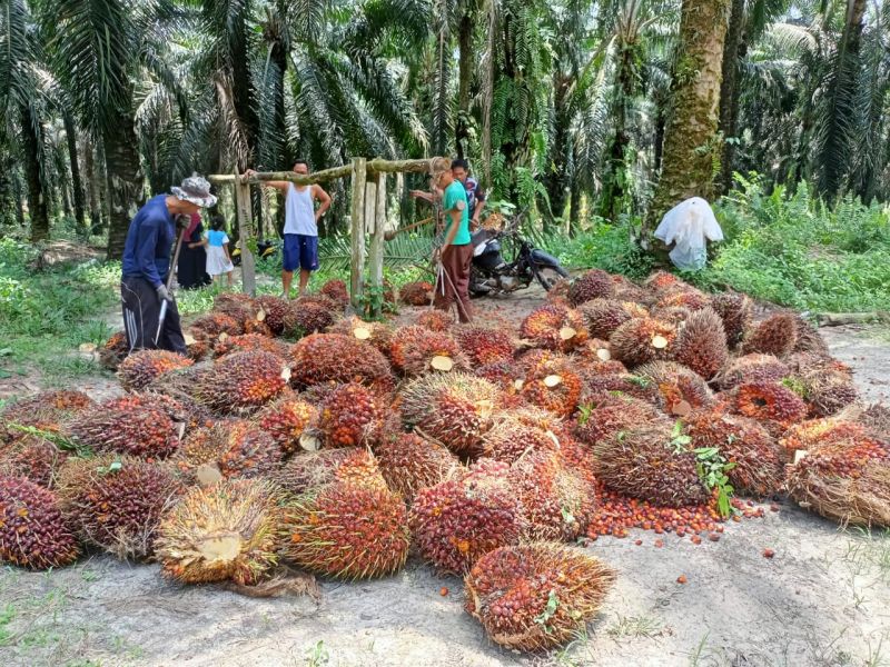 Harga Resmi TBS di Sumut Turun Lagi, Simak Daftarnya