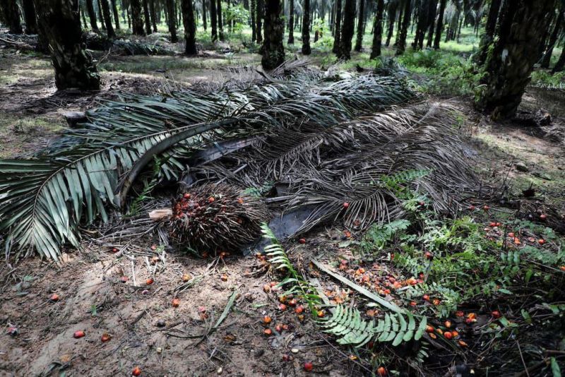 Gubernur Bengkulu Khawatir Turunnya Harga Sawit Bisa Bergejolak