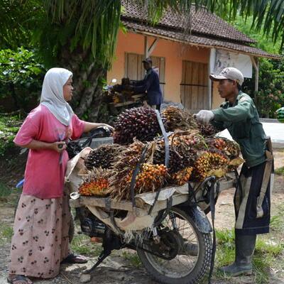Harga TBS di Kaltim Turun Drastis