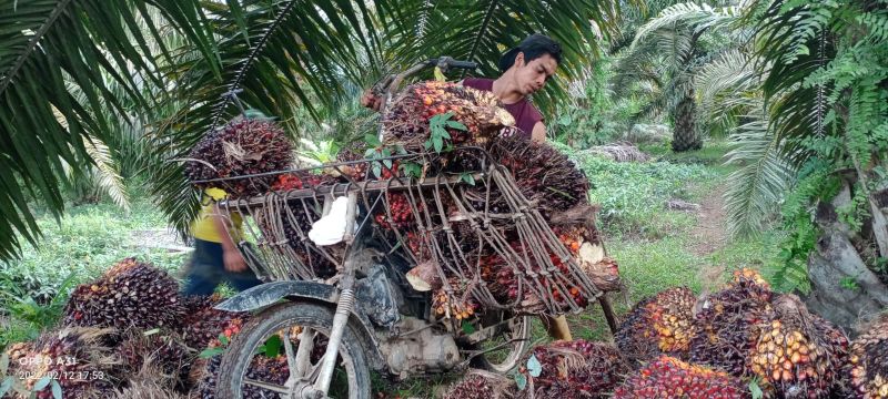Harga Resmi TBS di Daerah ini Semuanya di Bawah Rp 1.900/Kg