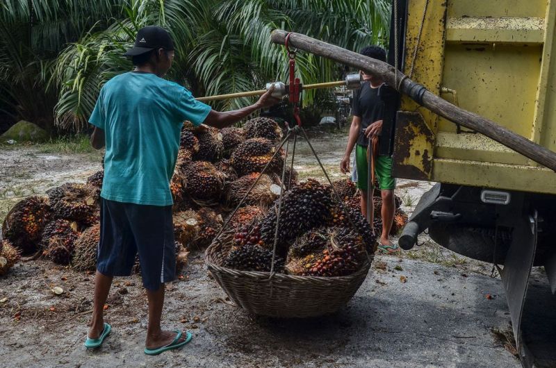 Sabar Ya Bos Sawit! Harga CPO Ternyata Turun Lagi